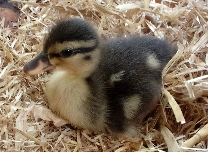 7 day old duckling