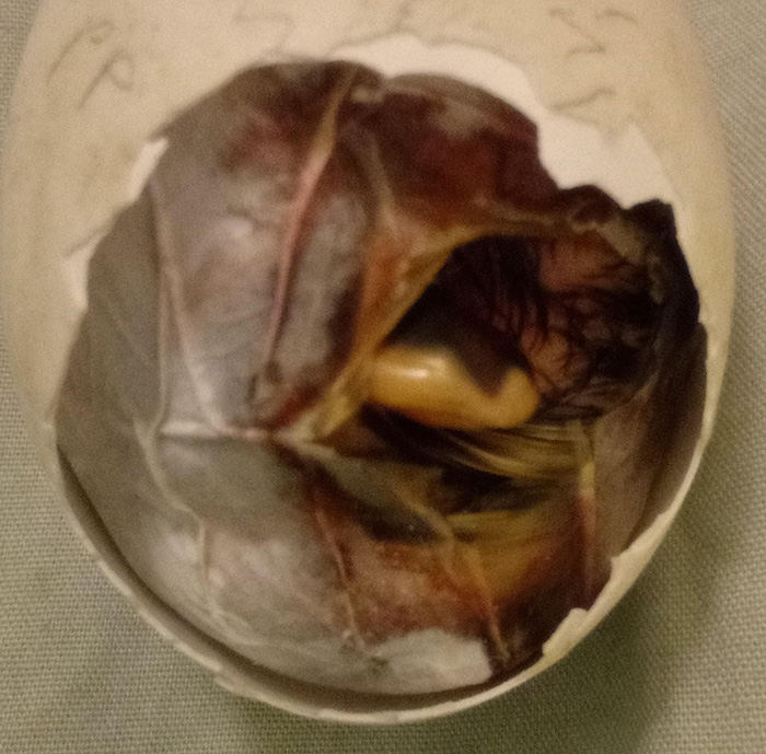 blood visible in duck egg membrane