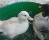 Call ducks playing and swimming video