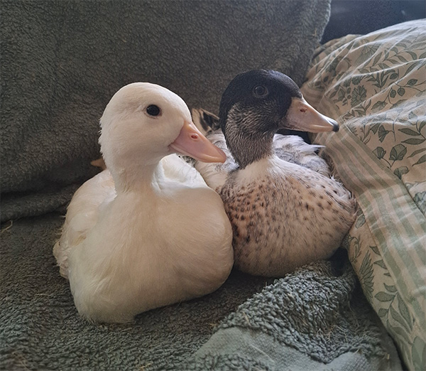 Call Duck Pair