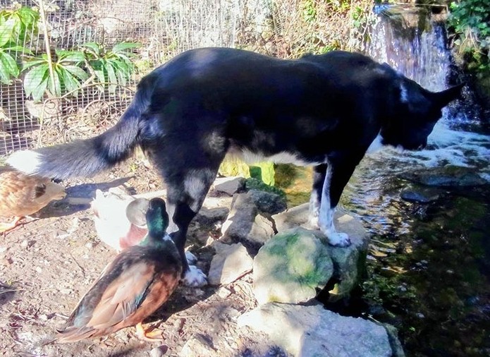 a collie duck with her ducks friends by a stream with a waterfall