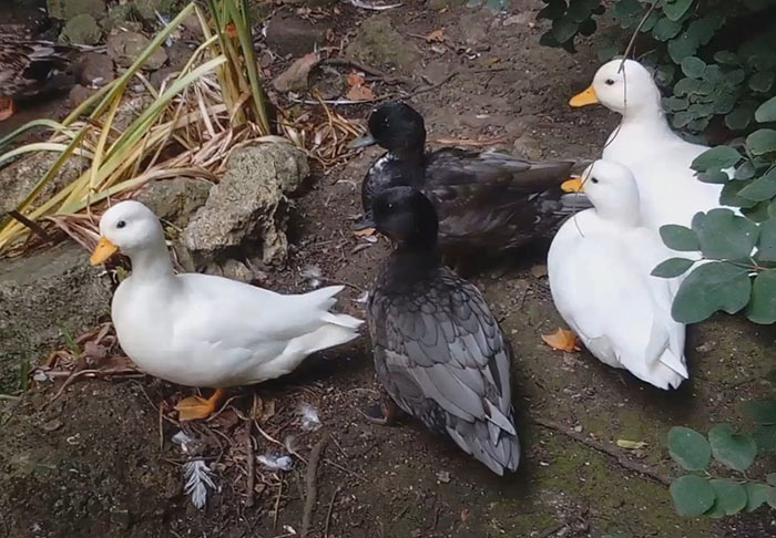 cute white and black call duck friends exploring