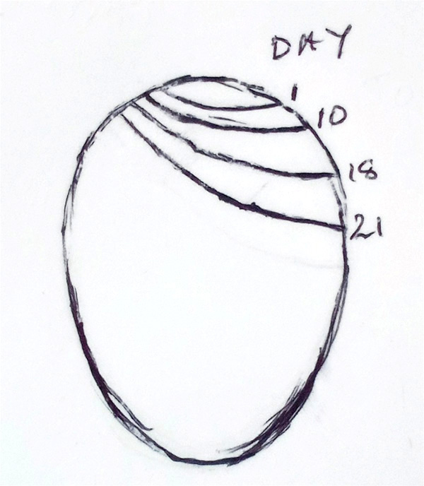 duck egg air cell development diagram