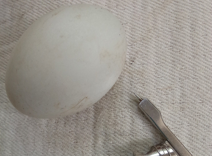 compass used to create a safety hole in a duck egg