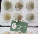 miniature silver appleyard duck eggs