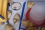 Miniature Silver Appleyard Duckling Video