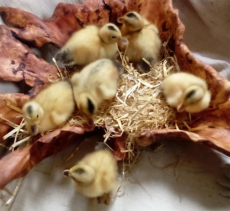 Miniature Silver Appleyard Ducklings