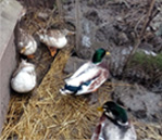 miniature silver appleyard ducks
