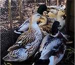 miniature silver appleyard egg laying ducks