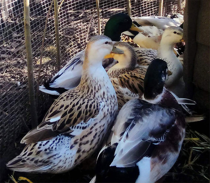 miniature silver appleyard egg laying ducks