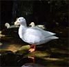 Papercraft model duck outdoors