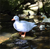 Papercraft model duck outdoors