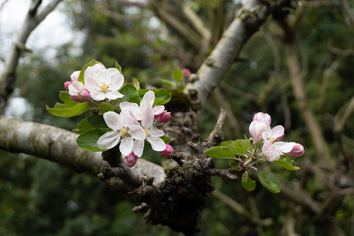 Apple tree flowers in bloom