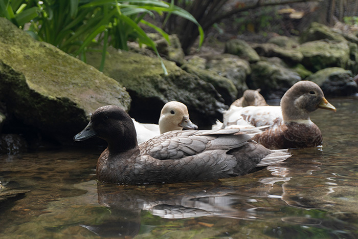 two cute call ducklings