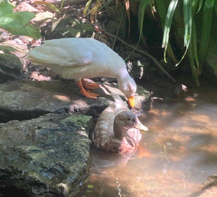 Duck couple in love