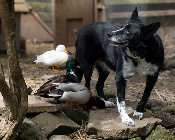 Farm dog with ducks