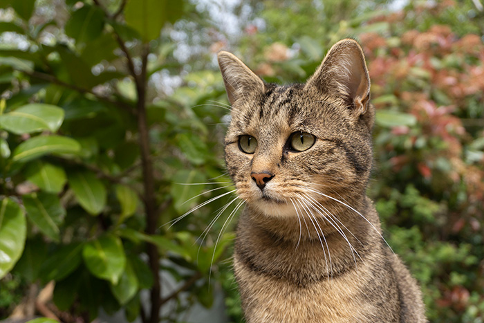 A male tabby cat outdoors
