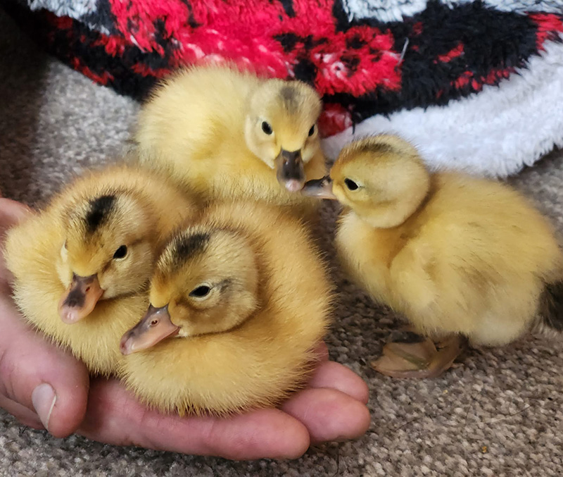 Miniature Silver Appleyard Ducklings