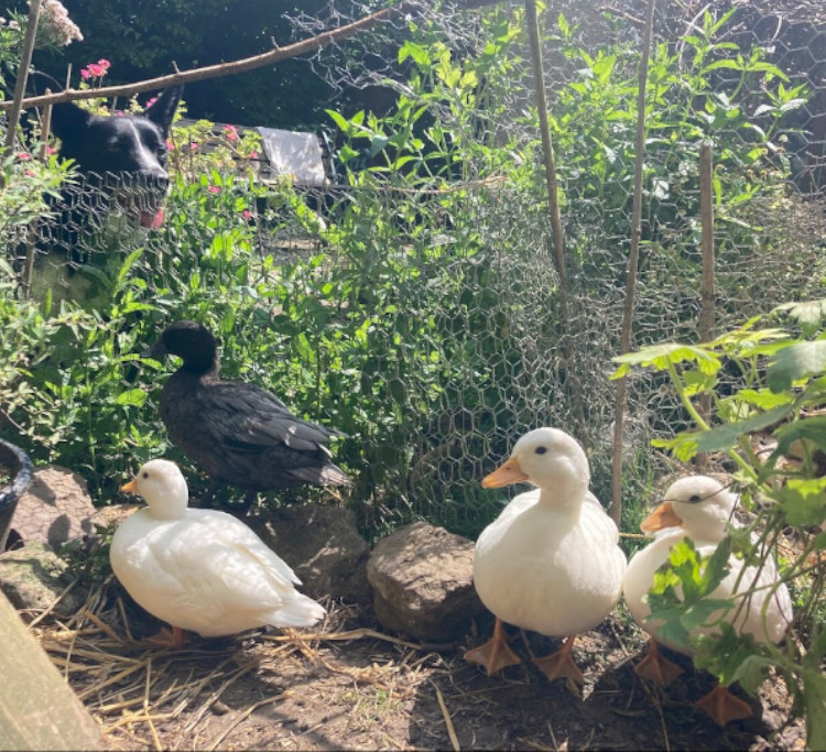 Three white Call ducks and a dog