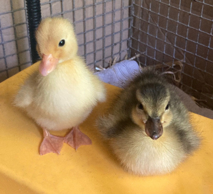 Two Call ducklings