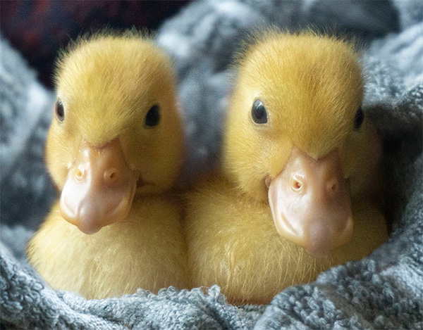 two week old call ducklings