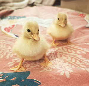 Two Call Ducklings