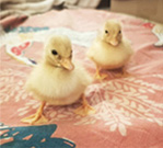 two cute call ducklings