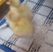Call ducklings video