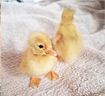 two funny cute call ducklings